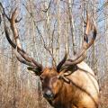 Roosevelt Elk Roosevelt Elk